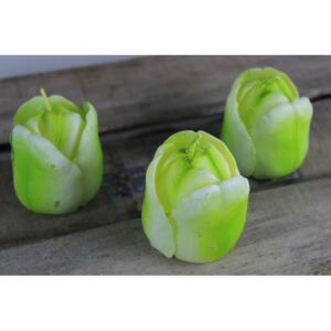 Zöldesfehér tulipán gyertyák 3db