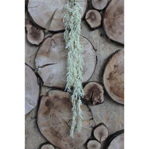 Krémszínű kúszó pálmavirág bogyókkal 70cm