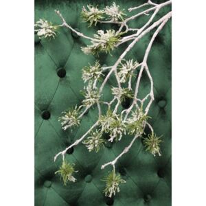 Zöld havas selyemkóró (asclepias) ág 98 cm