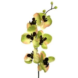 Művirág orchidea zöld