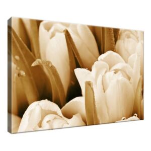 Vászonkép Friss tulipánok 30x20cm 1312A_1T