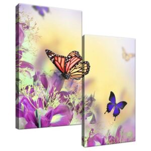 Vászonkép Full color butterfly 60x60cm 1239A_2A