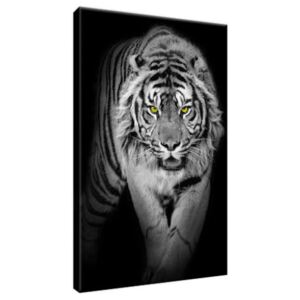 Vászonkép Veszélyes tigris a sötétben 20x30cm 2359A_1S