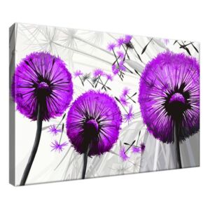 Vászonkép Gyönyörű lila pitypangok 30x20cm 4026A_1T