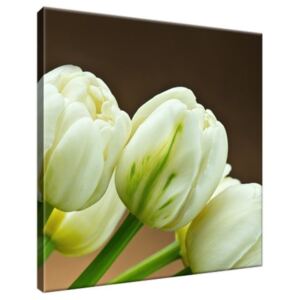 Vászonkép Elbűvölő fehér tulipánok 30x30cm 1257A_1AI