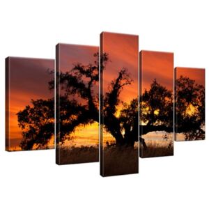 Vászonkép Tölgyfa naplementekor - Don McCullough 100x63cm 804A_5D