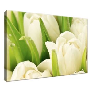 Vászonkép Gyengéd tulipánok 30x20cm 1254A_1T