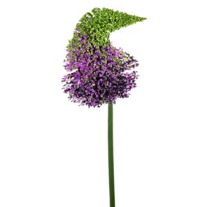 Hagymavirág csúcsos lila 110cm