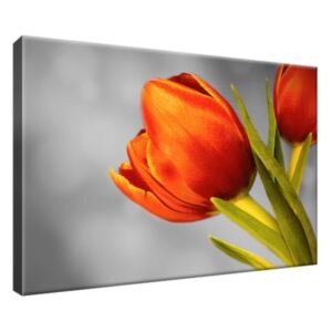 Vászonkép Gyönyörű vörös tulipánok 30x20cm 1627A_1T