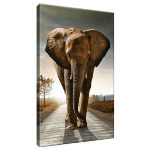 Vászonkép Magányos erős elefánt 20x30cm 2479A_1S