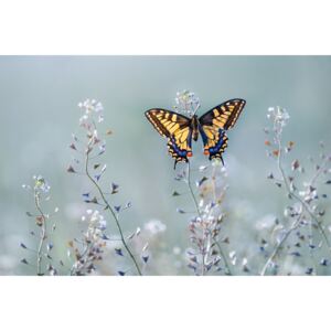Exkluzív Művész Fotók Swallowtail beauty, Petar Sabol