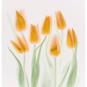 Exkluzív Művész Fotók Golden Tulips, Brian Haslam