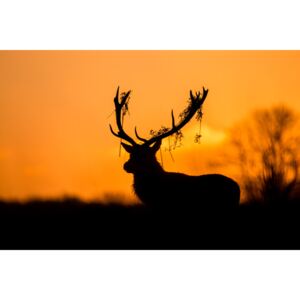 Exkluzív Művész Fotók Red Deer Stag Silhouette, Stuart Harling