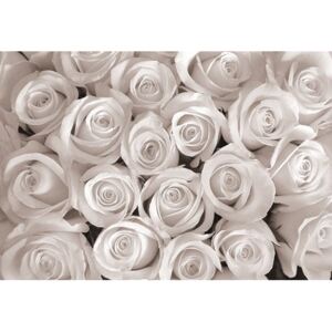 Buvu Fotótapéta: Fehér rózsa - 184x254 cm